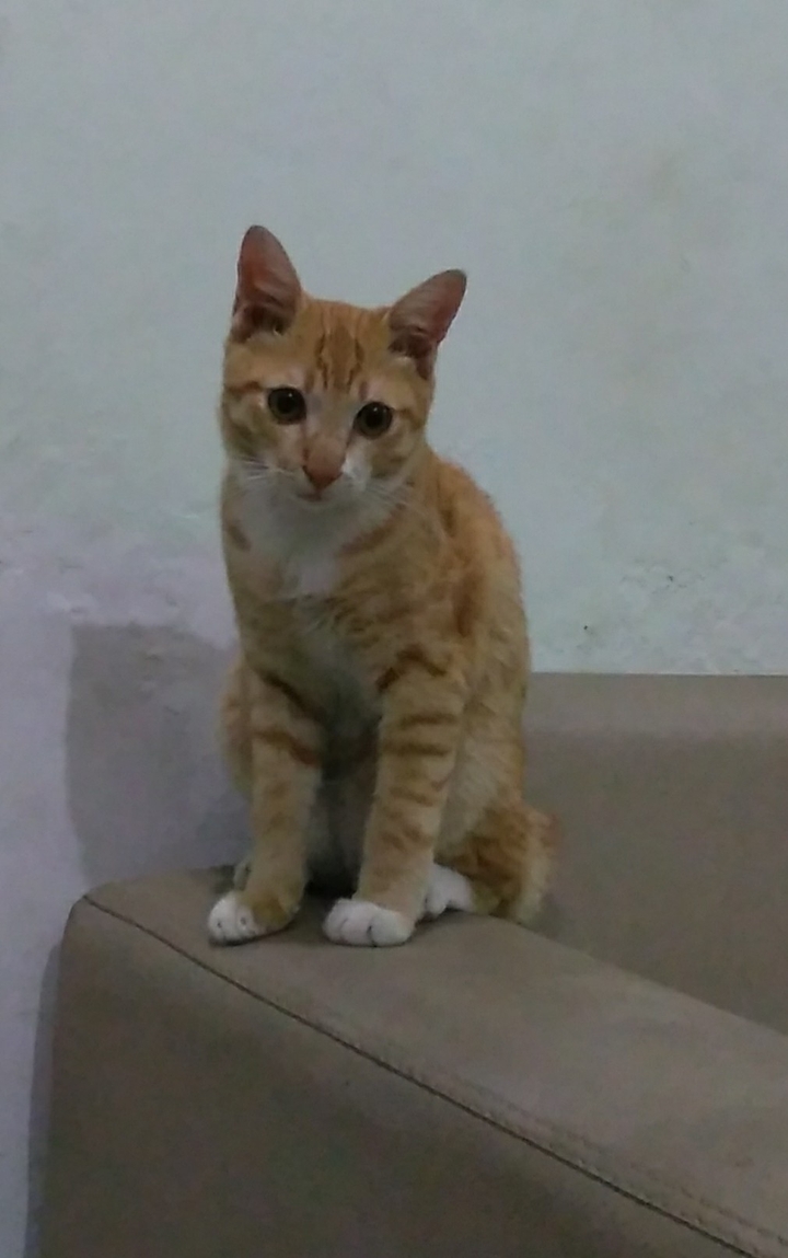mukidi