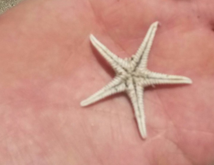 stelle del mare