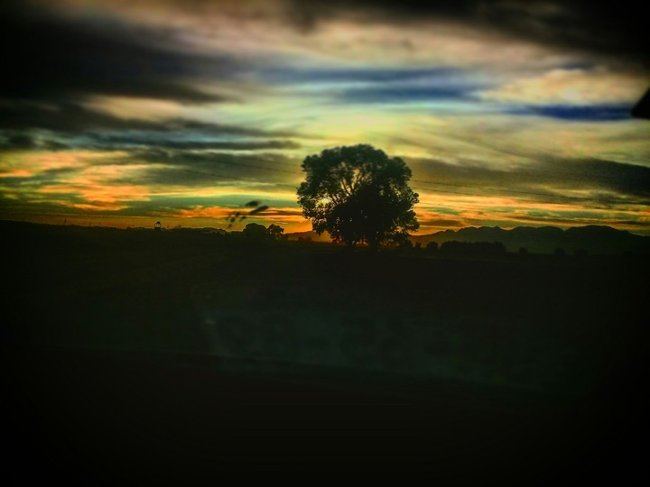 Arbol favorito.