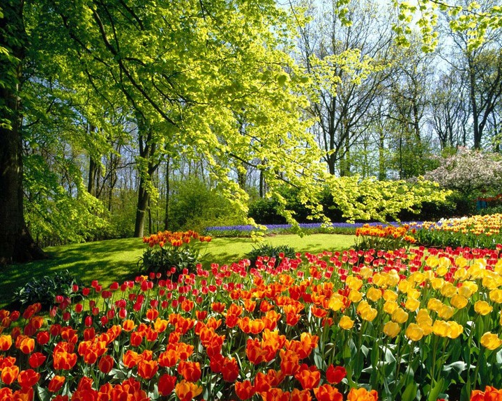 colored flowers