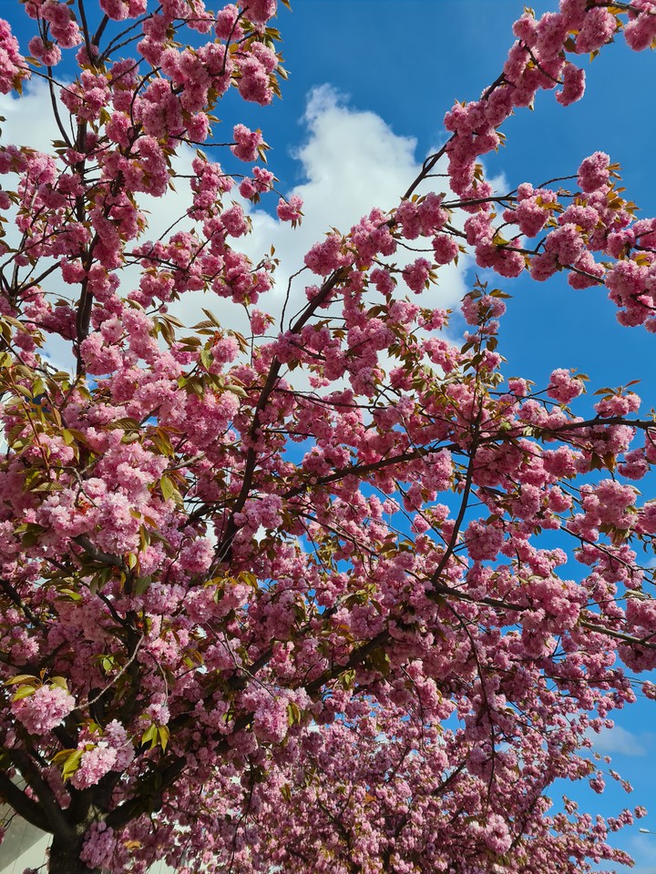 Pink Flowers