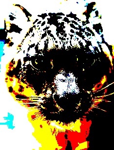 snow leopard