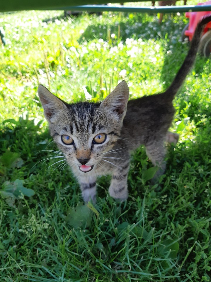 Little kitty ^_^