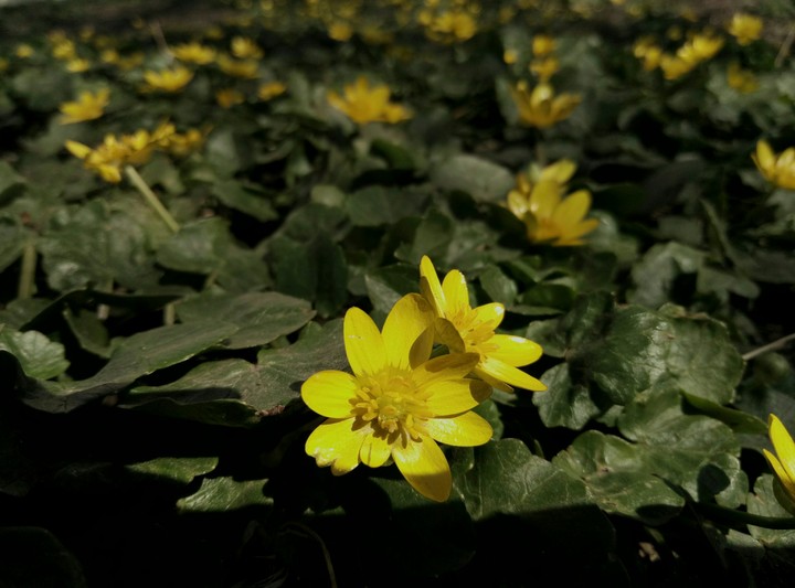 yellow ?