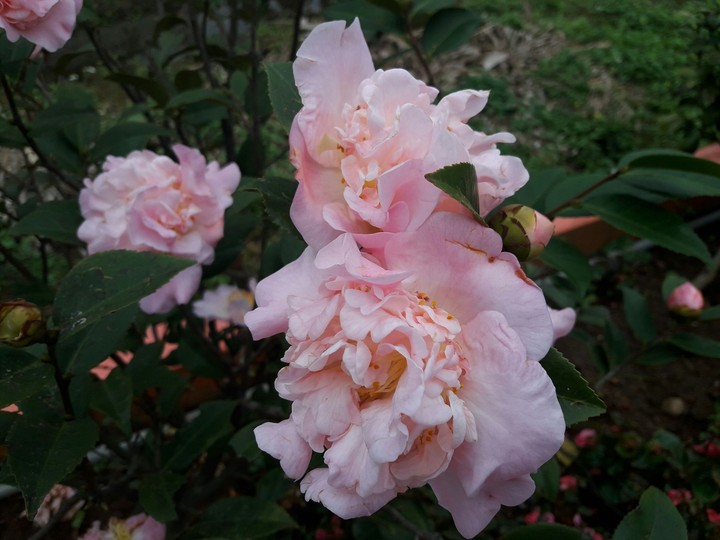 camellia