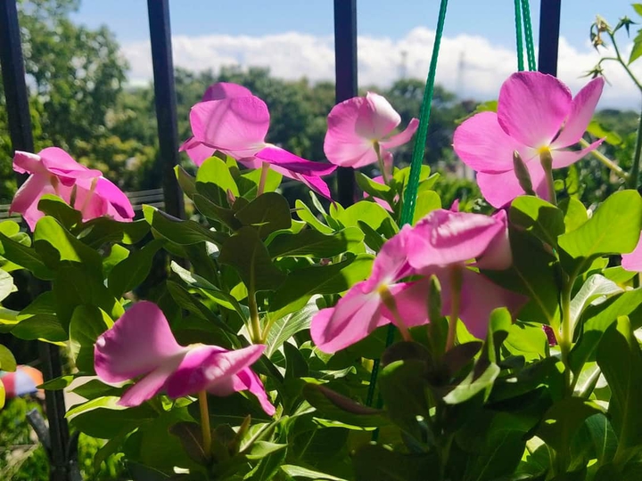 Pink & Green