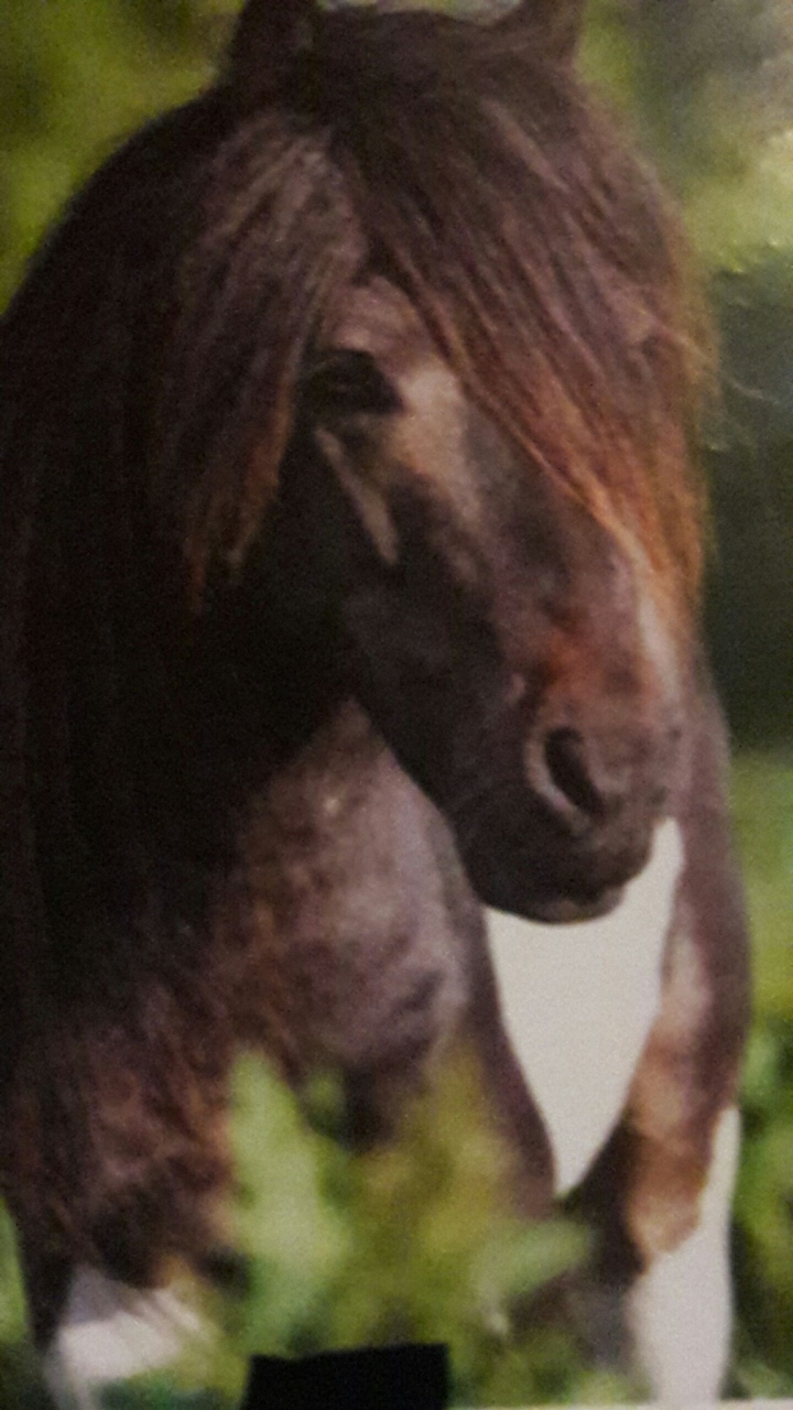 pferd