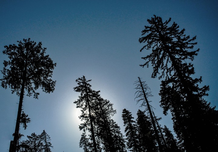 There is beautiful noise in the silence of the forest.