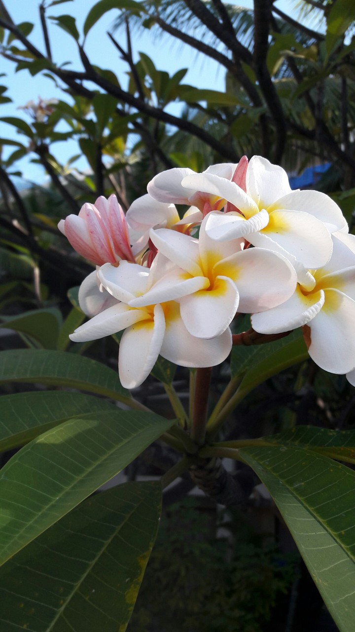 Plumeria