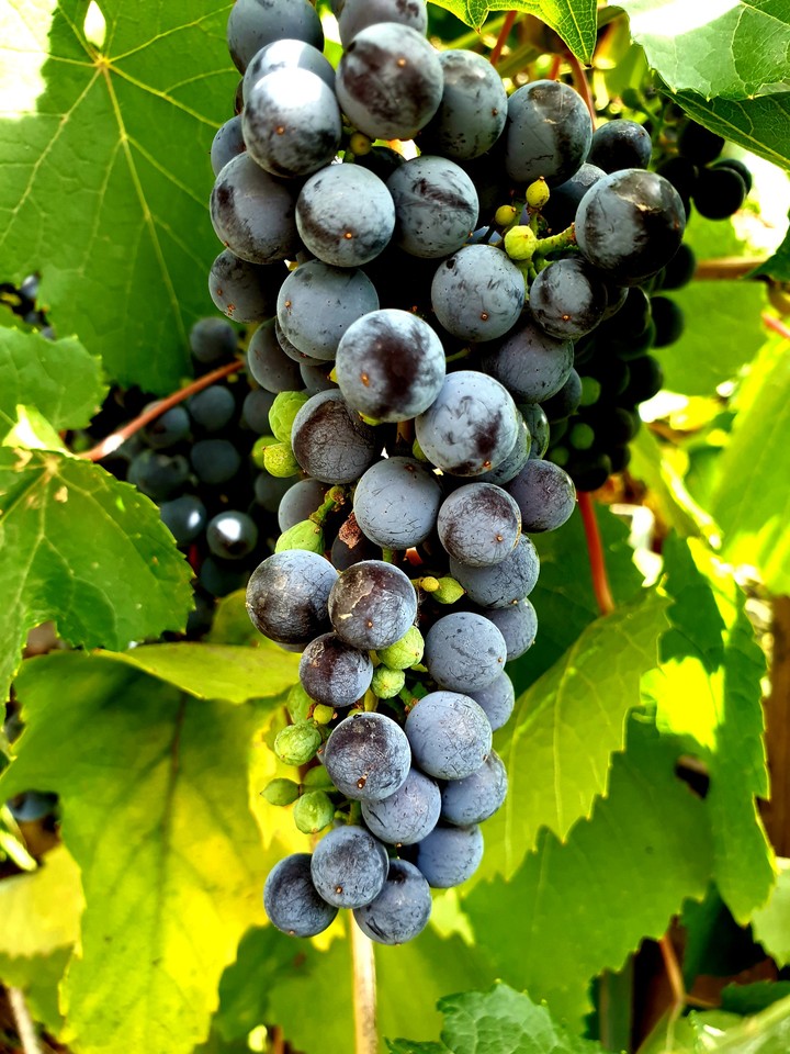 Grapes