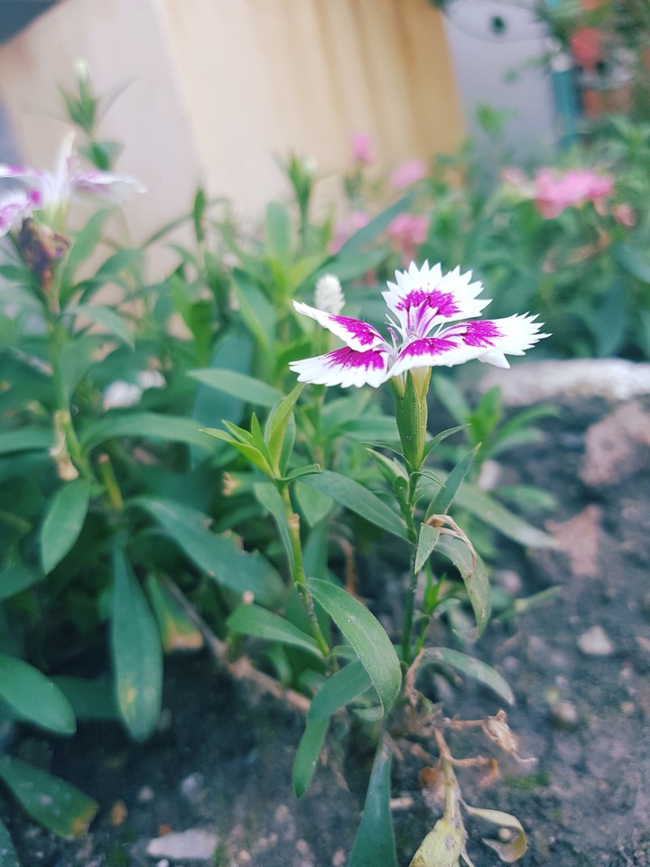 flower