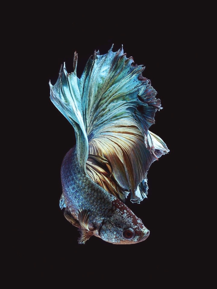 fish