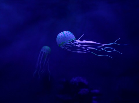 sfondi underwater, aquarium