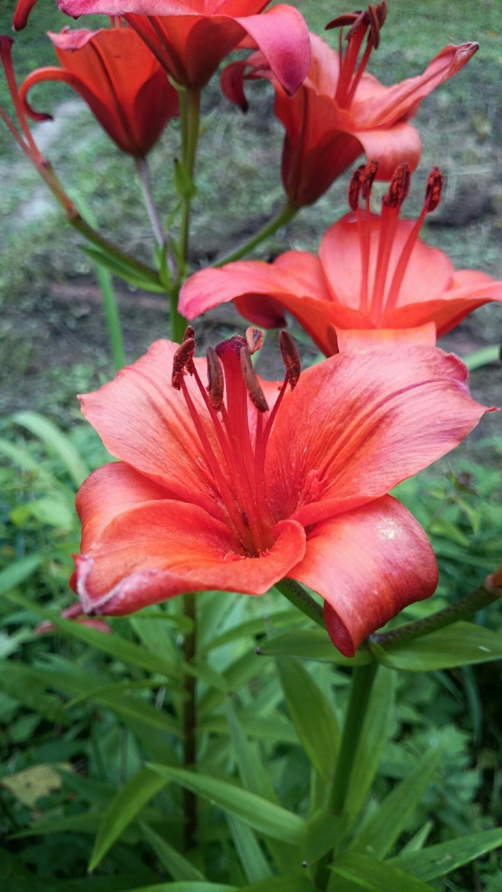 Lily