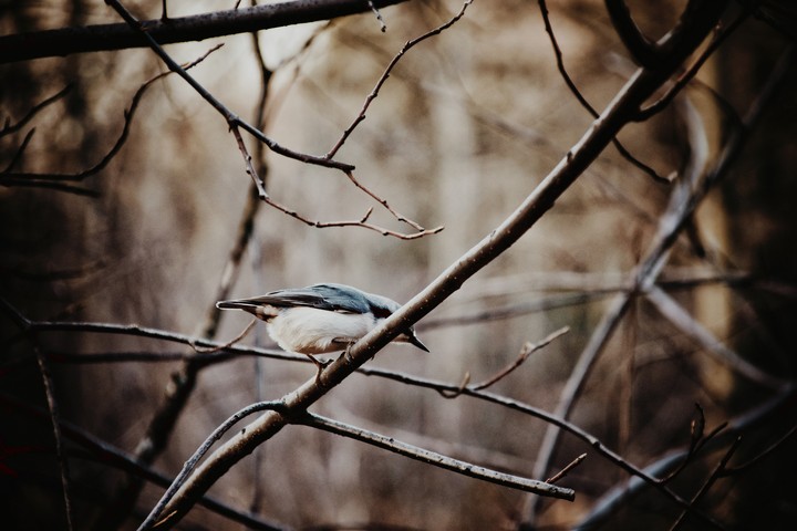 bird
