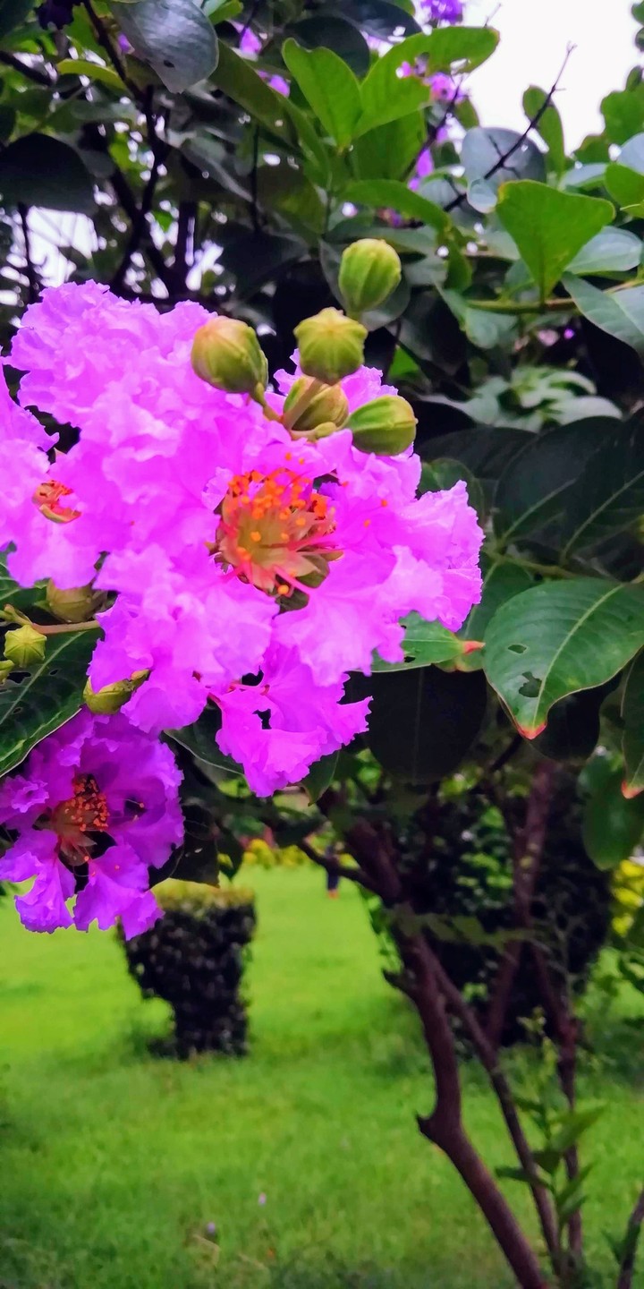 #nature flower