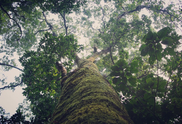Greenery
