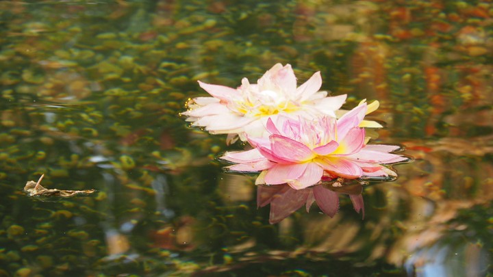 waterlilies