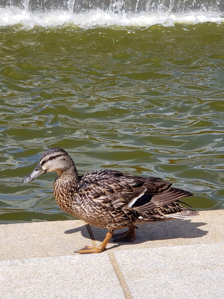 ducky