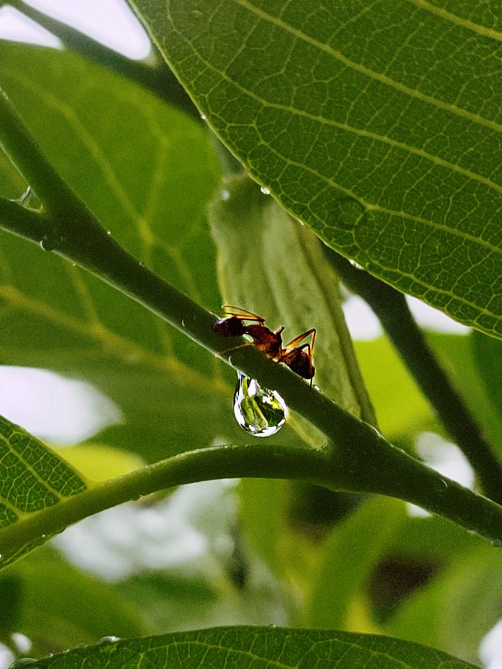 Nature