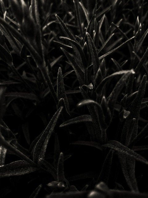 black flowers