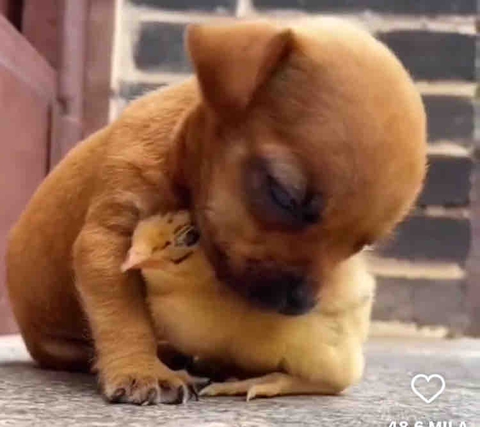 love