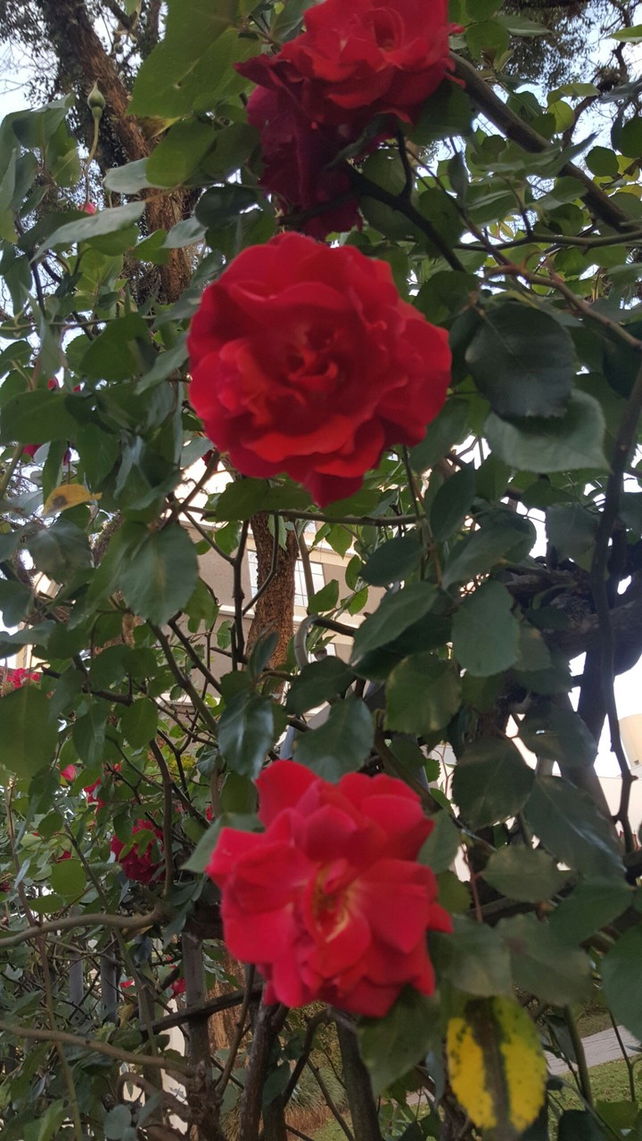 Flowers
