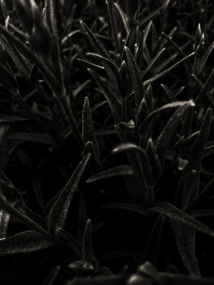 black flowers