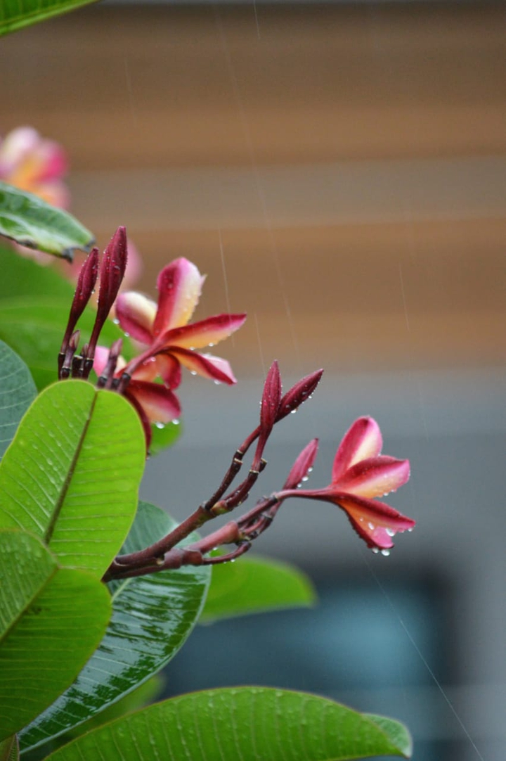 Flower.. rain drops