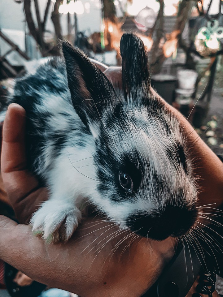 Little rabbit...
