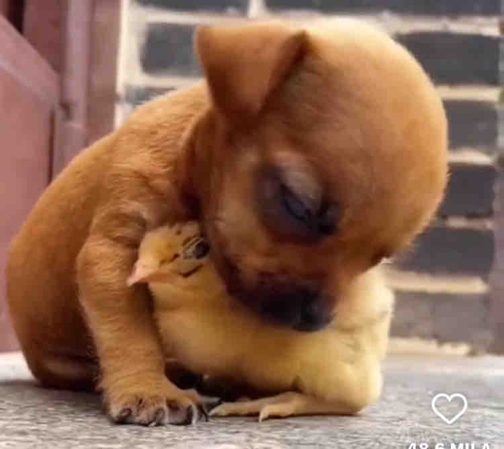 love