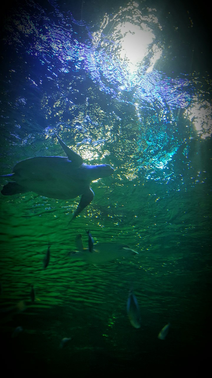 sea