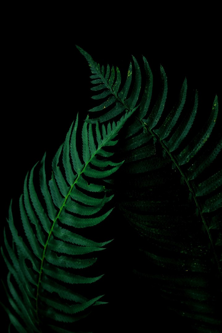 FERN