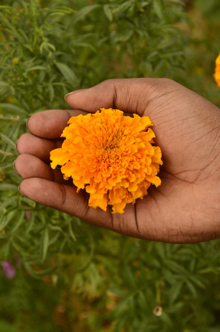 beauty hand to flower