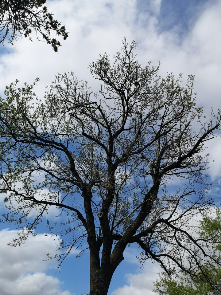 Tree?