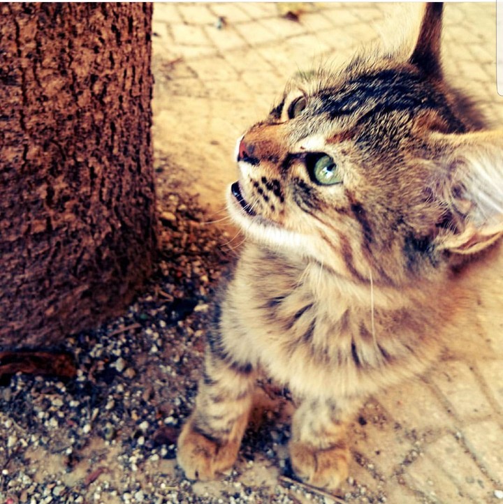 meow