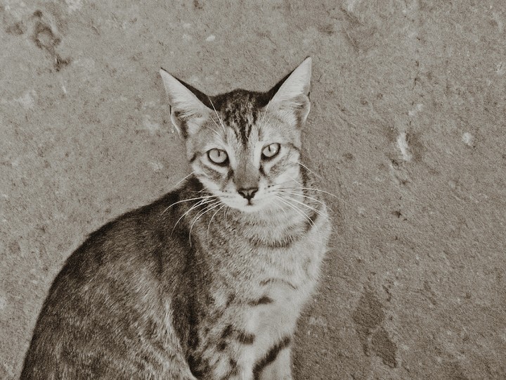 Cat
