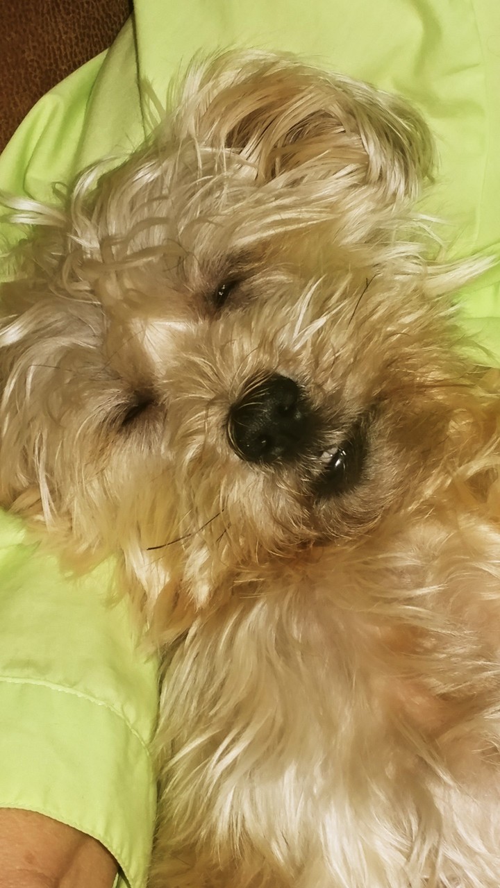 Suffering Pup