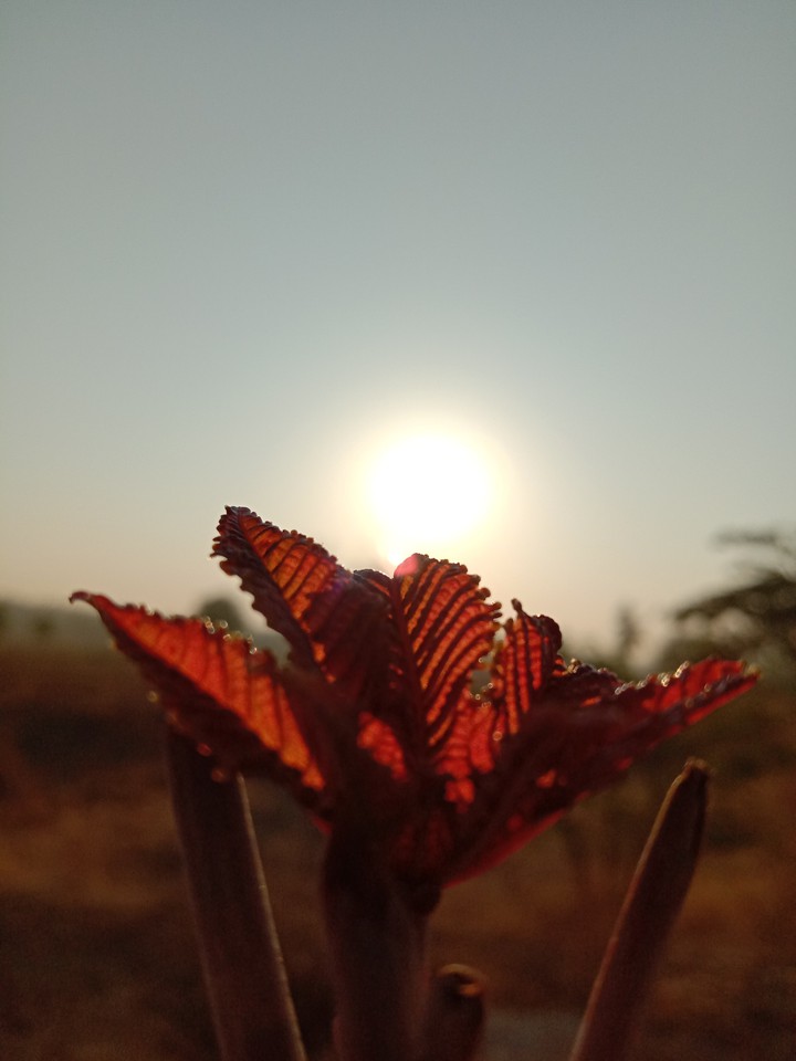 leaf