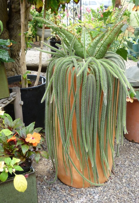 flowerpot, houseplant वॉलपेपर