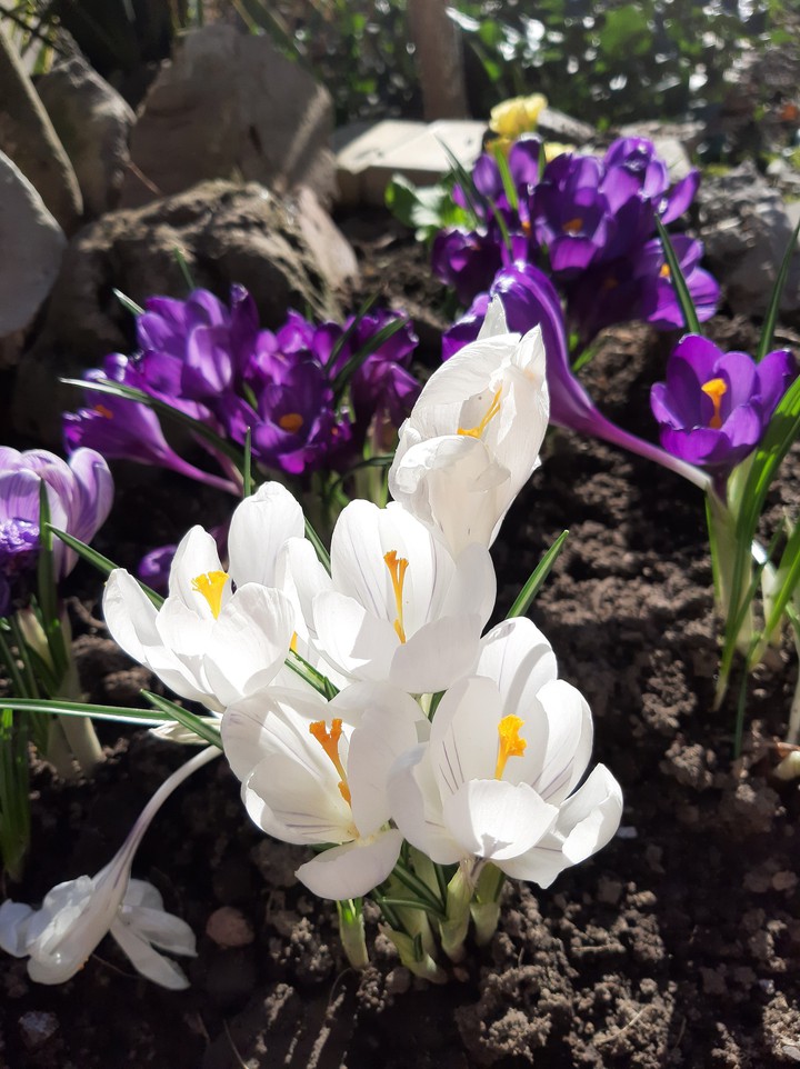 flowers