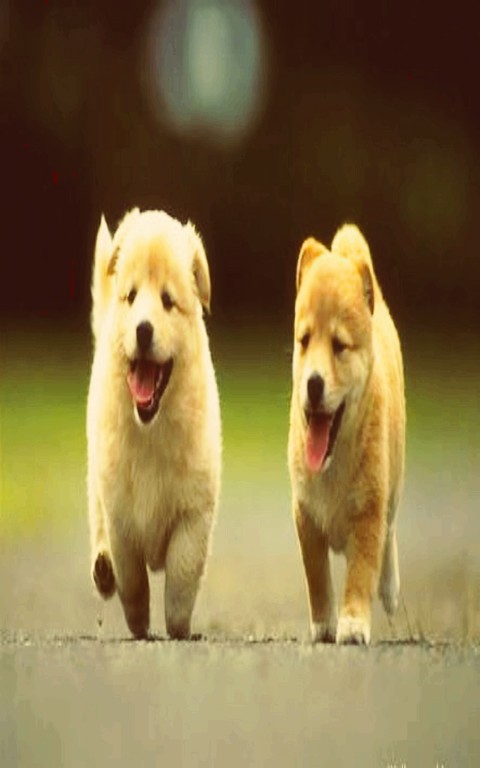 #animals#cute