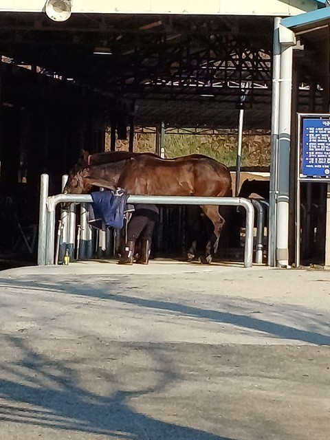 ταπετσαρίες mare, Livestock
