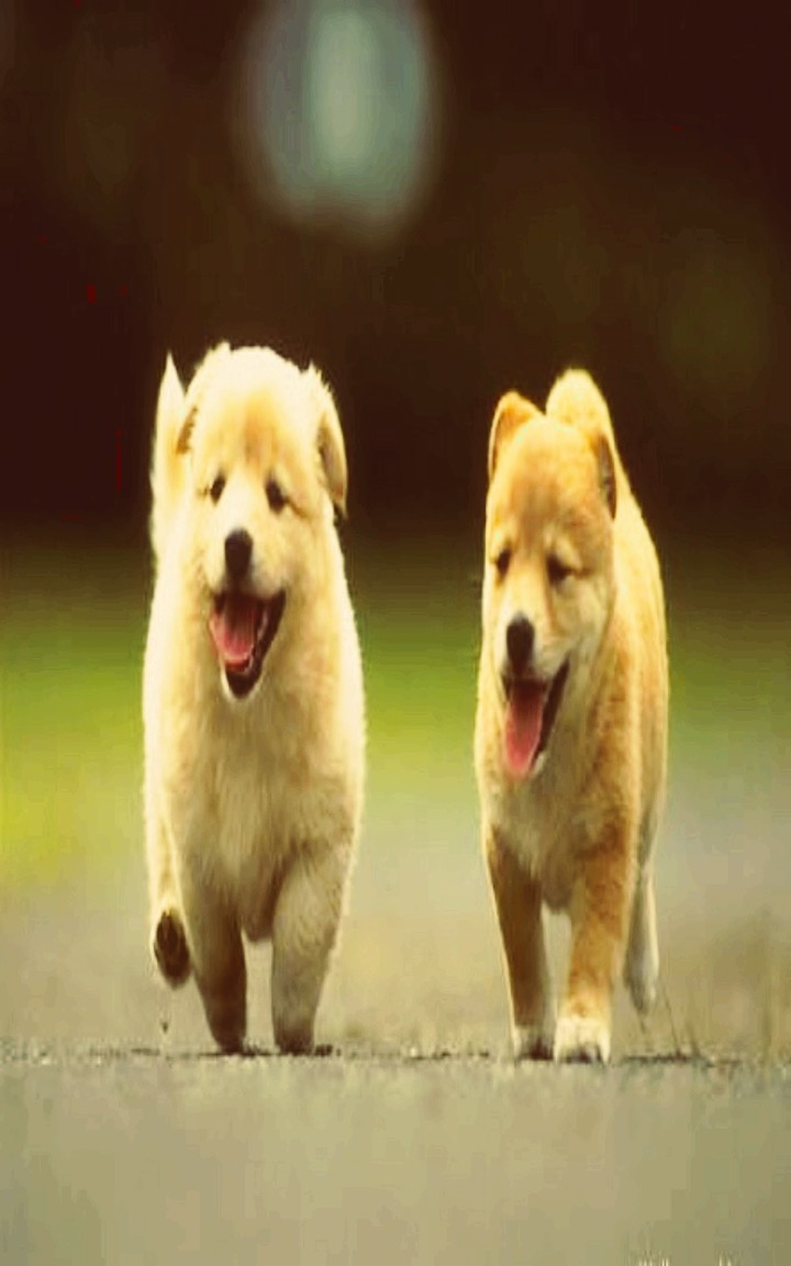 #animals#cute