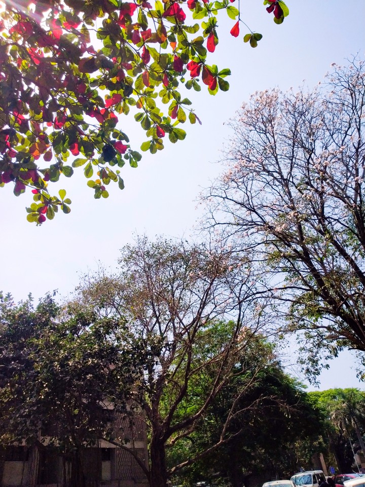 Nature