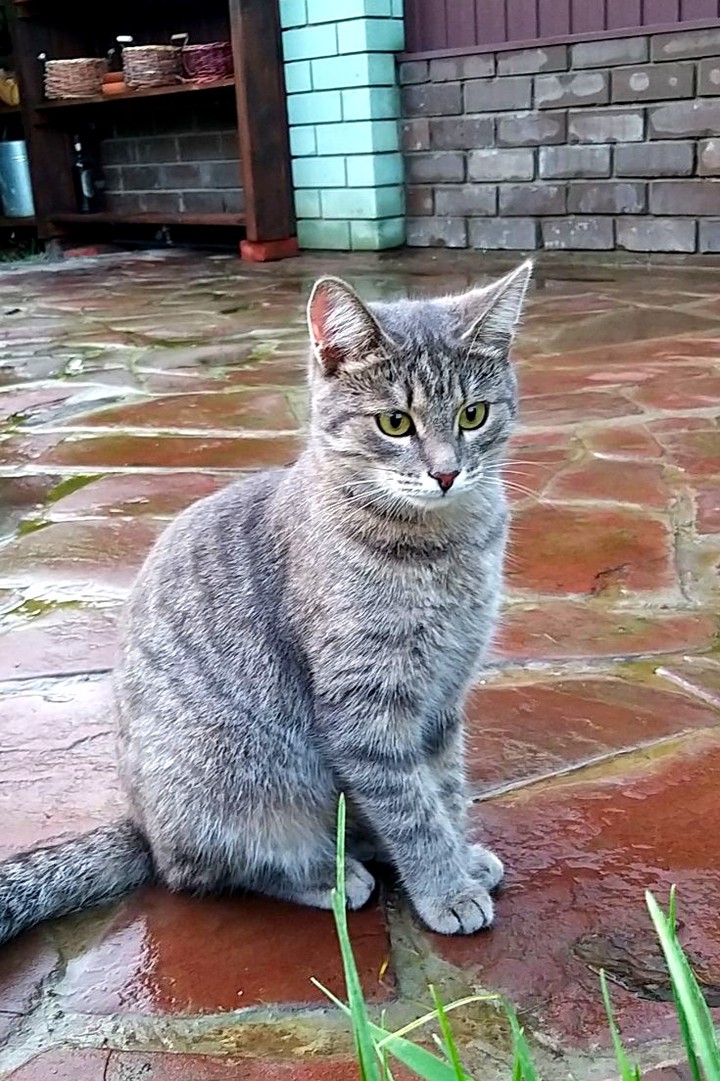 Cat Myshka