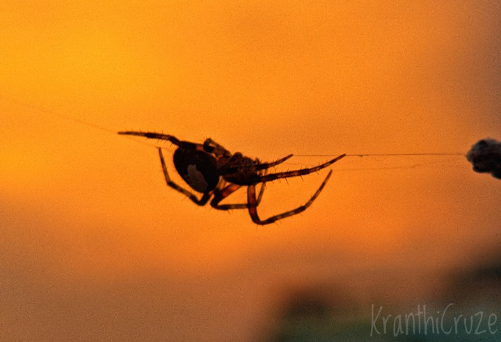 Spider n Sunset