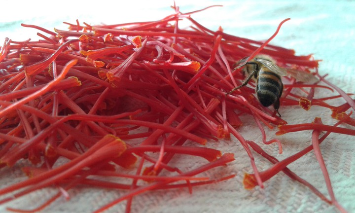 soffron & bee