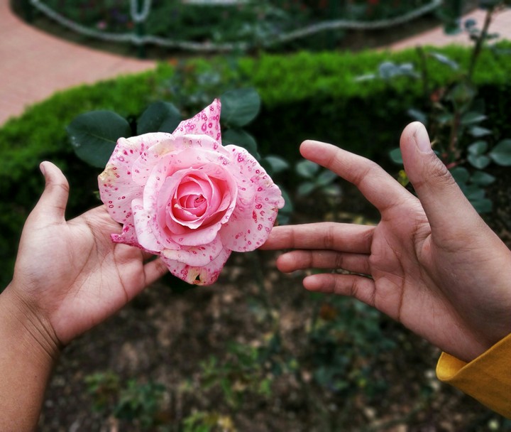 rose garden