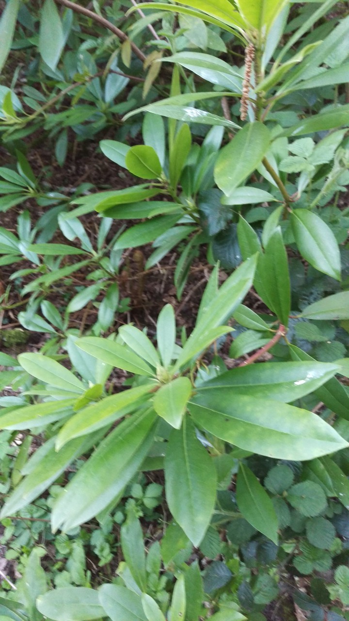 leaves